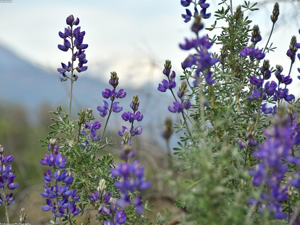 យុទ្ធសាស្ត្រសម្រាប់ការបង្ហោះសេចក្តីជូនដំណឹងនៅកាស៊ីណូអនឡាញ